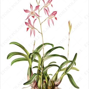 Printable Orchid ClipArt Digital Download Images/ Vintage Digital Botanical Set of 8 / Antique Floral Illustration Bundle/ Exotic Flower PNG image 7