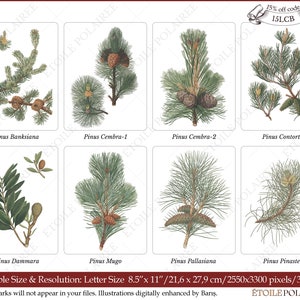 Pine Clipart imprimible Descarga digital Paquete de ilustración antigua / Conjunto de carteles botánicos vintage Ramas / PNG, Hojas de collage digital imagen 2