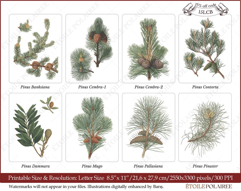 Pine Clipart imprimible Descarga digital Paquete de ilustración antigua / Conjunto de carteles botánicos vintage Ramas / PNG, Hojas de collage digital imagen 2