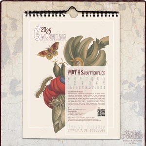 Calendario de pared 2025: ilustraciones de polillas y mariposas de Maria Sibylla Merian, 1705 / Calendario mensual con números de semana, tamaño A4, carta