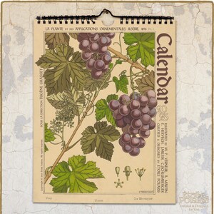 Calendario botanico 2025 -II- Illustrazioni di piante in stile Art Nouveau del 1900 di Maurice Pillard Verneuil / Calendario da parete mensile