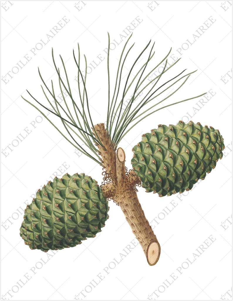 Pine Cone Clipart PNG Printable Digital Download Bundle / Vintage Botanical Illustrations/ Digital Pine Tree Antique Junk Journals image 6