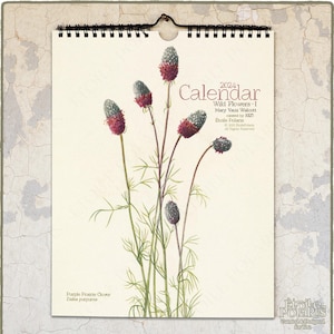 2024 Wall Calendar, Botanical Drawings by Mary Vaux Walcott "Wildflowers" / Monthly Calendar A4, Letter Sizes