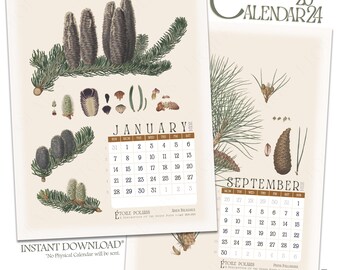 Calendario 2024 imprimible / Ilustraciones antiguas de pino botánico - Ramas de pino, conos / Calendario de pared mensual con números de semana