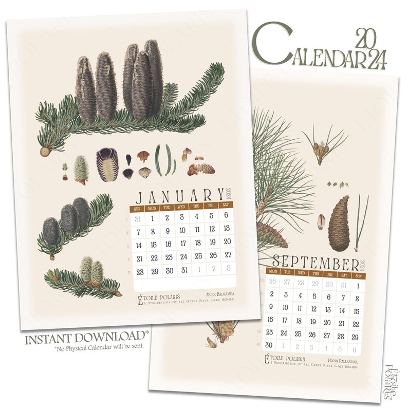 Printable 2024 Calendar / Antique Botanical Pine Illustrations Etsy