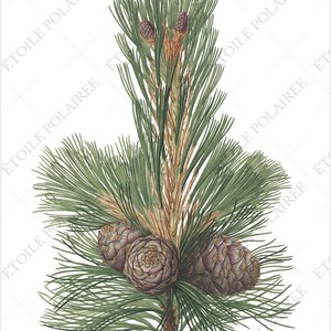 Pine Clipart imprimible Descarga digital Paquete de ilustración antigua / Conjunto de carteles botánicos vintage Ramas / PNG, Hojas de collage digital imagen 5