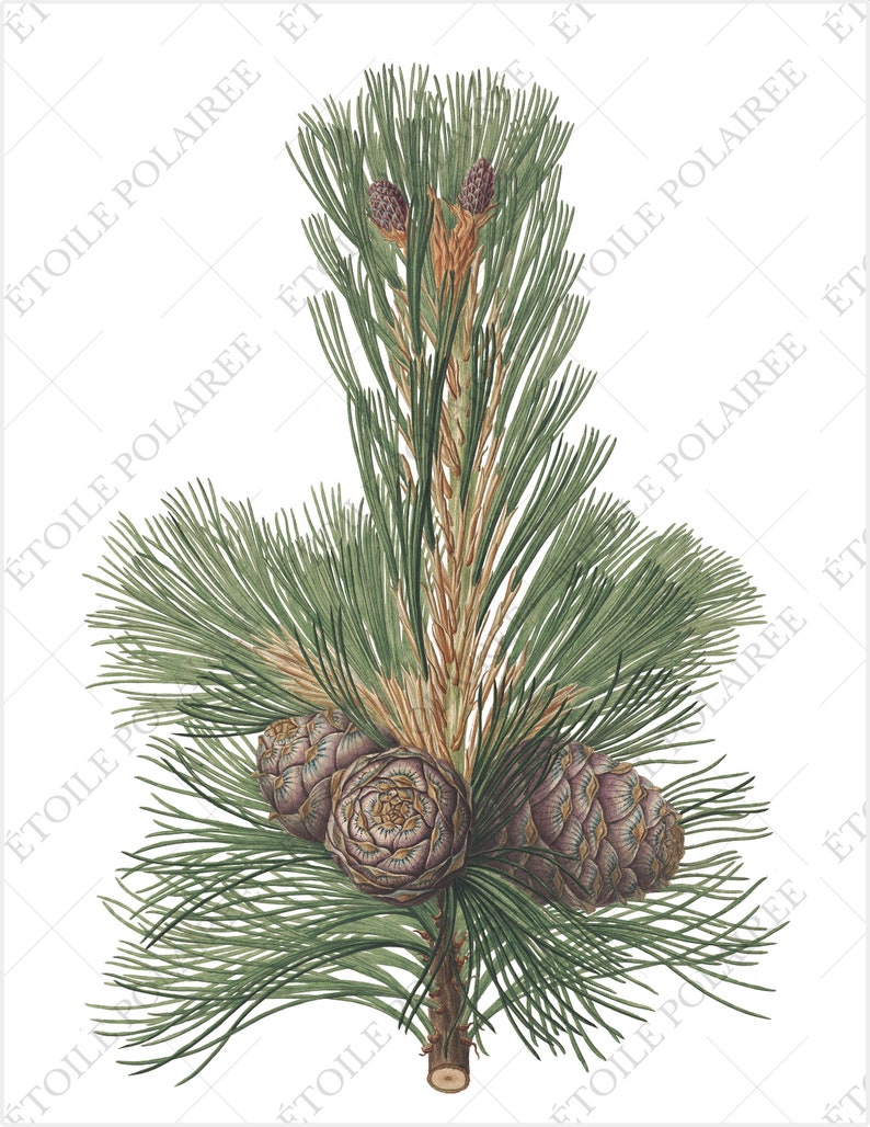 Pine Clipart imprimible Descarga digital Paquete de ilustración antigua / Conjunto de carteles botánicos vintage Ramas / PNG, Hojas de collage digital imagen 5