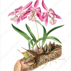 Printable Orchid ClipArt Digital Download Images/ Vintage Digital Botanical Set of 8 / Antique Floral Illustration Bundle/ Exotic Flower PNG image 8