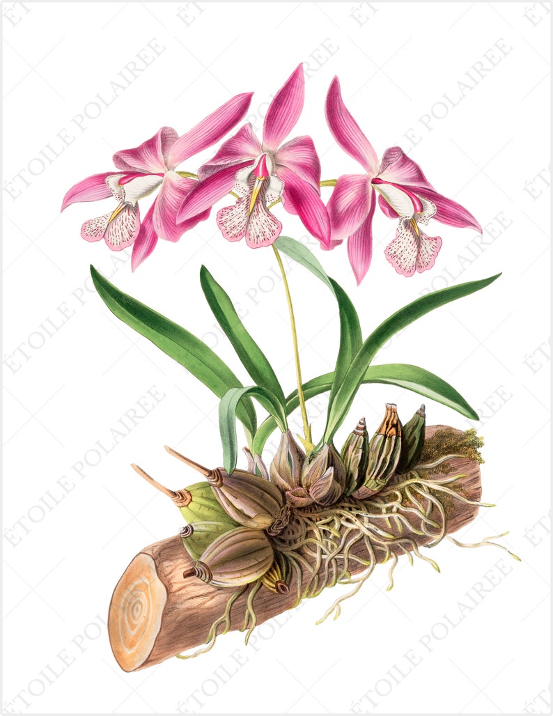 Printable Orchid ClipArt Digital Download Images/ Vintage Digital Botanical Set of 8 / Antique Floral Illustration Bundle/ Exotic Flower PNG image 8