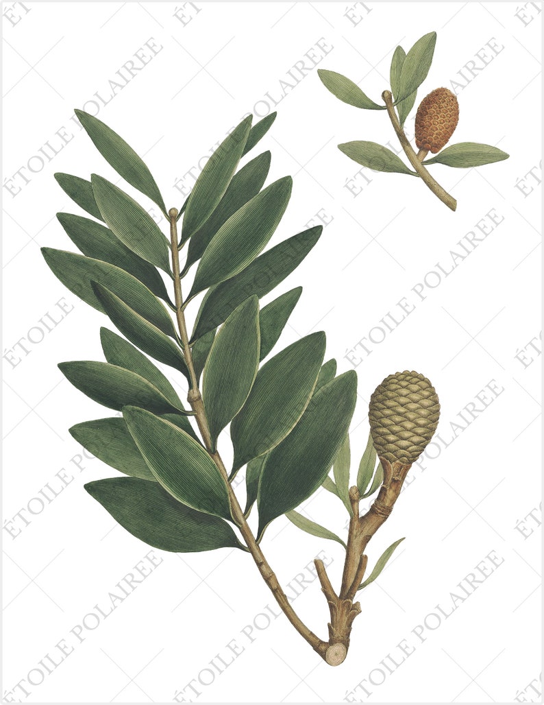 Pine Clipart imprimible Descarga digital Paquete de ilustración antigua / Conjunto de carteles botánicos vintage Ramas / PNG, Hojas de collage digital imagen 7