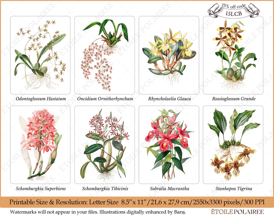 Orchid PNG Digital Download Bundle/ Printable Antique Exotic - Etsy