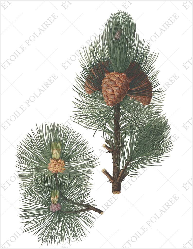 Pine Clipart imprimible Descarga digital Paquete de ilustración antigua / Conjunto de carteles botánicos vintage Ramas / PNG, Hojas de collage digital imagen 4