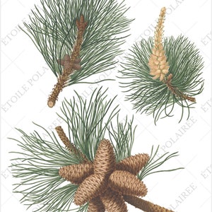 Pine Cone Clipart PNG Printable Digital Download Bundle / Vintage Botanical Illustrations/ Digital Pine Tree Antique Junk Journals image 7