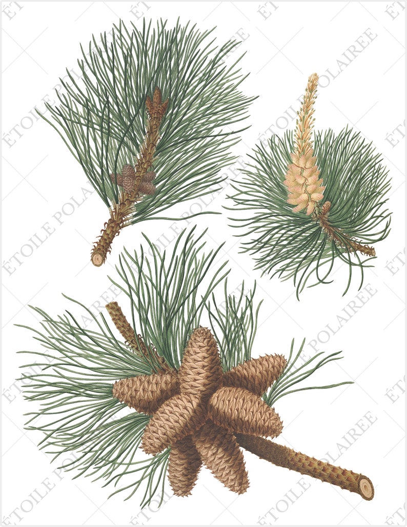 Pine Cone Clipart PNG Printable Digital Download Bundle / Vintage Botanical Illustrations/ Digital Pine Tree Antique Junk Journals image 7