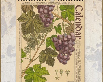 May include: A 2027 wall calendar featuring a botanical illustration of purple grape clusters and green vine leaves on a cream background. The text includes "CALENDAR 2027," "LA PLANTE ET SES APPLICATIONS ORNEMENTALES," and artist credits.