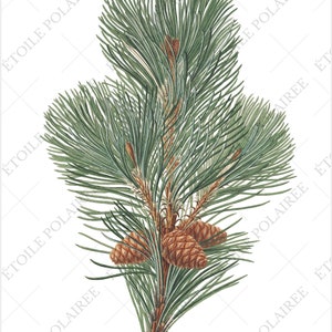 Pine Clipart imprimible Descarga digital Paquete de ilustración antigua / Conjunto de carteles botánicos vintage Ramas / PNG, Hojas de collage digital imagen 8