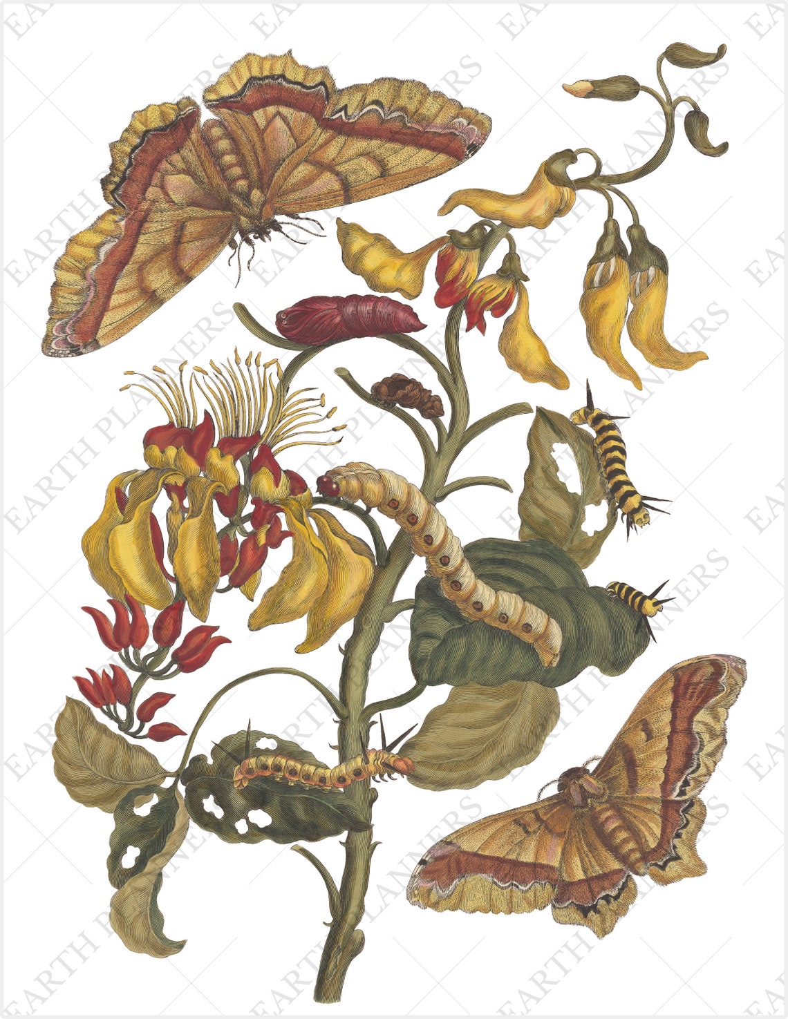 Printable Moth Clipart PNG / Vintage Insect Junk Journal / | Etsy