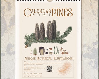 May include: A 2027 wall calendar titled Calendar Pines featuring botanical illustrations of pine cones and needles. The cream-colored page displays detailed brown and green pine imagery, scientific diagrams, a QR code, and text including Antique Botanical Illustrations.