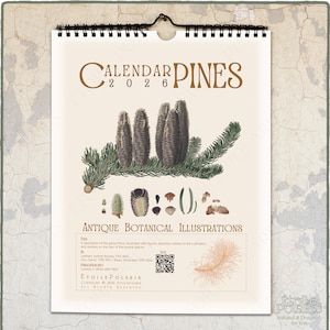 2026 Botanical Calendar - Antique Pine Illustrations / Monthly Wall Calendar w/ week Numbers 0020404-NY