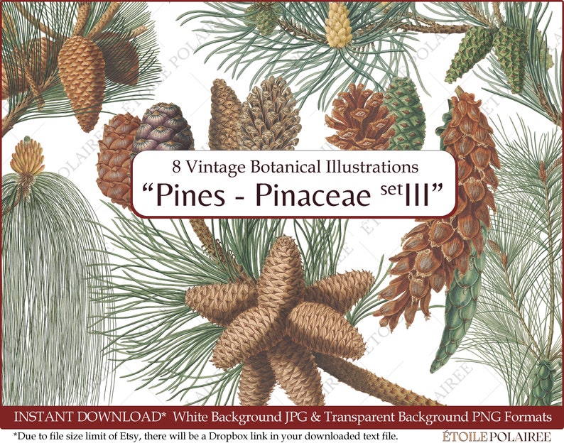 Pine Cone Clipart PNG Printable Digital Download Bundle / Vintage Botanical Illustrations/ Digital Pine Tree Antique Junk Journals image 1