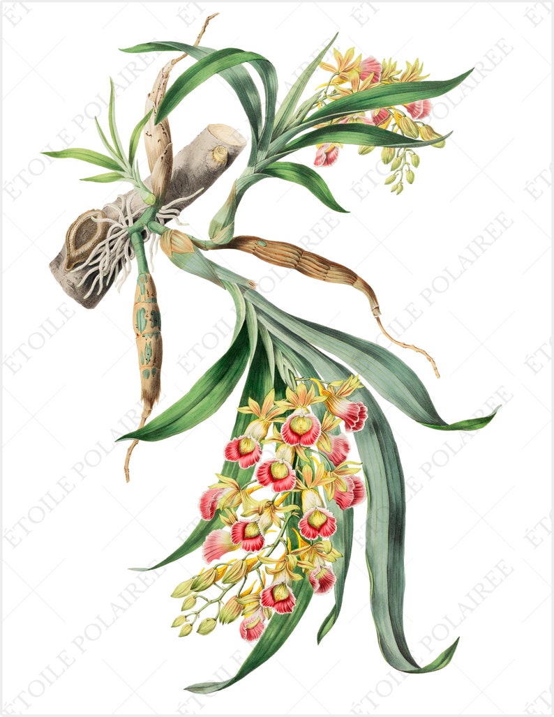 Printable Orchid ClipArt Digital Download Images/ Vintage Digital Botanical Set of 8 / Antique Floral Illustration Bundle/ Exotic Flower PNG image 6