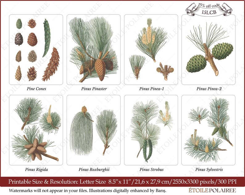 Pine Cone Clipart PNG Printable Digital Download Bundle / Vintage Botanical Illustrations/ Digital Pine Tree Antique Junk Journals image 2