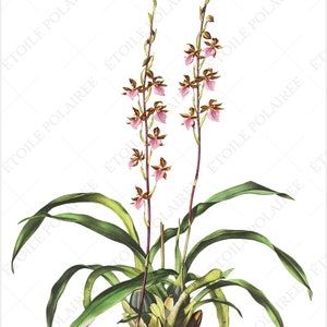 Printable Orchid ClipArt Digital Download Images/ Vintage Digital Botanical Set of 8 / Antique Floral Illustration Bundle/ Exotic Flower PNG image 4