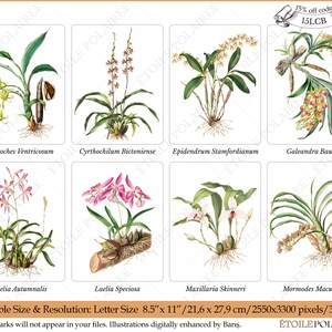Printable Orchid ClipArt Digital Download Images/ Vintage Digital Botanical Set of 8 / Antique Floral Illustration Bundle/ Exotic Flower PNG image 2