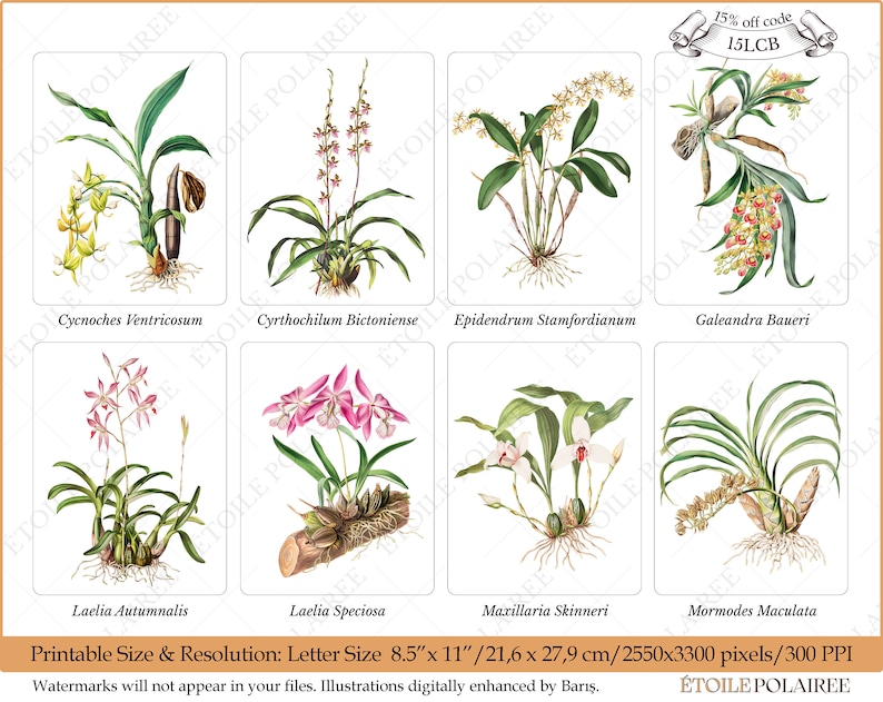 Printable Orchid ClipArt Digital Download Images/ Vintage Digital Botanical Set of 8 / Antique Floral Illustration Bundle/ Exotic Flower PNG image 2