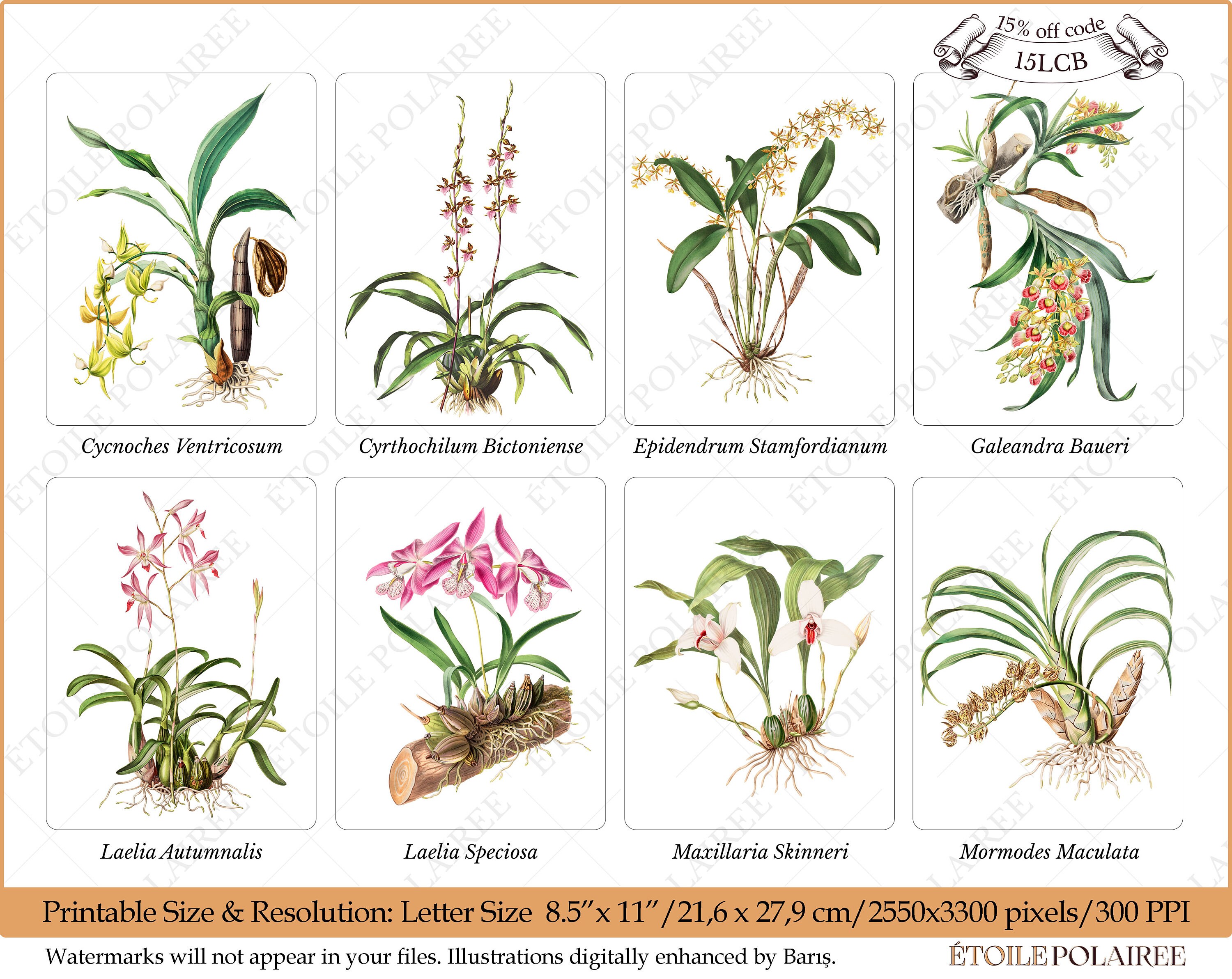 Printable Orchid Clipart Digital Download Images/ Vintage - Etsy