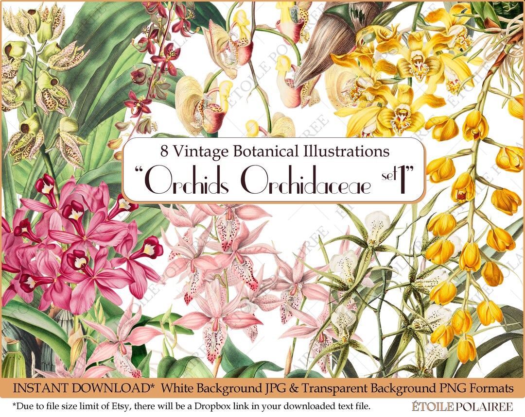 Printable Orchid Illustration Bundle / Vintage Botanical Clipart Png ...