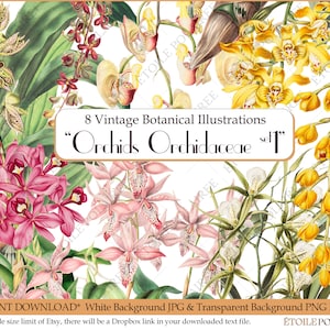 Printable Orchid Illustration Bundle / Vintage Botanical Clipart Png Set of 8 / Antique Junk Journal with Plants & Flowers- Digital Download