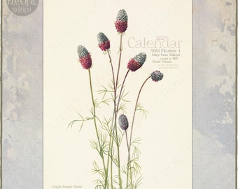 Può includere: Un calendario da parete 2027 con un'illustrazione botanica di trifoglio della prateria viola, o Dalea purpurea, con capolini viola intenso e verdi su steli sottili. Il testo riporta 2027 Calendar, Wild Flowers-I, Mary Vaux Walcott e Etoile Polaris.