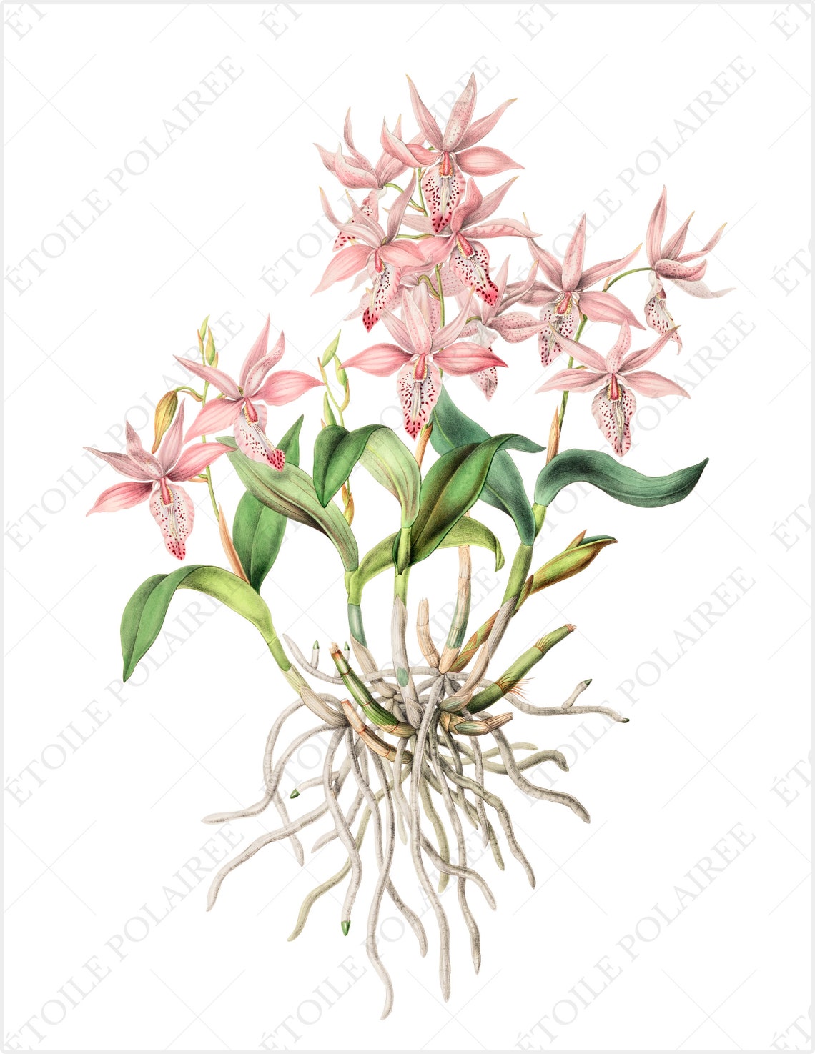 Printable Orchid Illustration Bundle / Vintage Botanical - Etsy