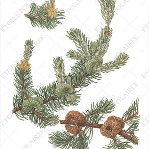 Pine Clipart imprimible Descarga digital Paquete de ilustración antigua / Conjunto de carteles botánicos vintage Ramas / PNG, Hojas de collage digital imagen 3