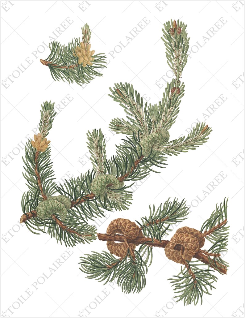 Pine Clipart imprimible Descarga digital Paquete de ilustración antigua / Conjunto de carteles botánicos vintage Ramas / PNG, Hojas de collage digital imagen 3