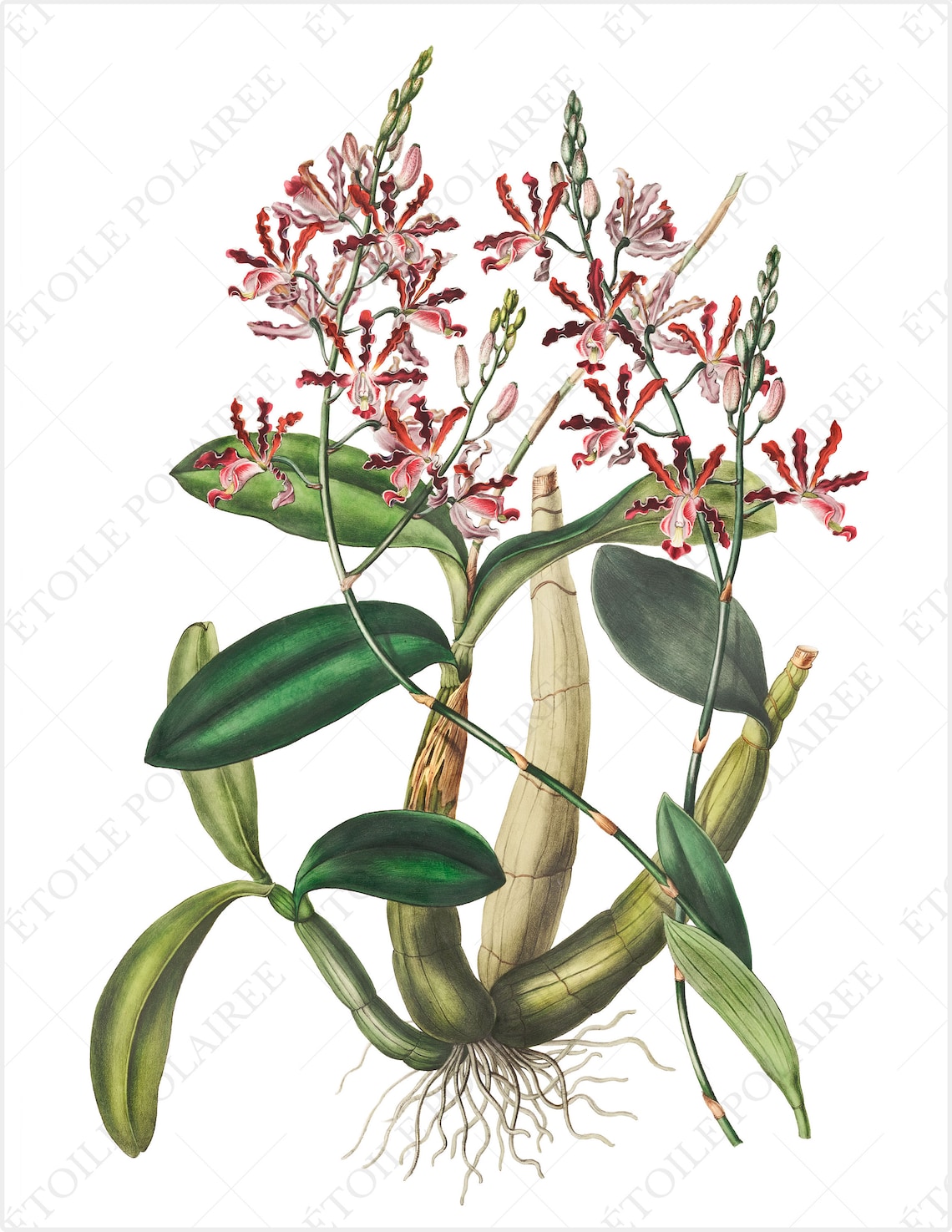 Orchid PNG Digital Download Bundle/ Printable Antique Exotic - Etsy