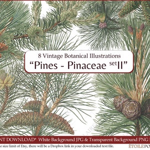 Pine Clipart imprimible Descarga digital Paquete de ilustración antigua / Conjunto de carteles botánicos vintage Ramas / PNG, Hojas de collage digital imagen 1