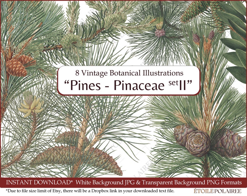 Pine Clipart imprimible Descarga digital Paquete de ilustración antigua / Conjunto de carteles botánicos vintage Ramas / PNG, Hojas de collage digital imagen 1