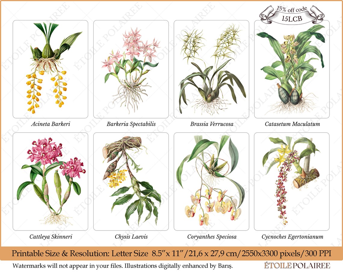 Printable Orchid Illustration Bundle / Vintage Botanical - Etsy