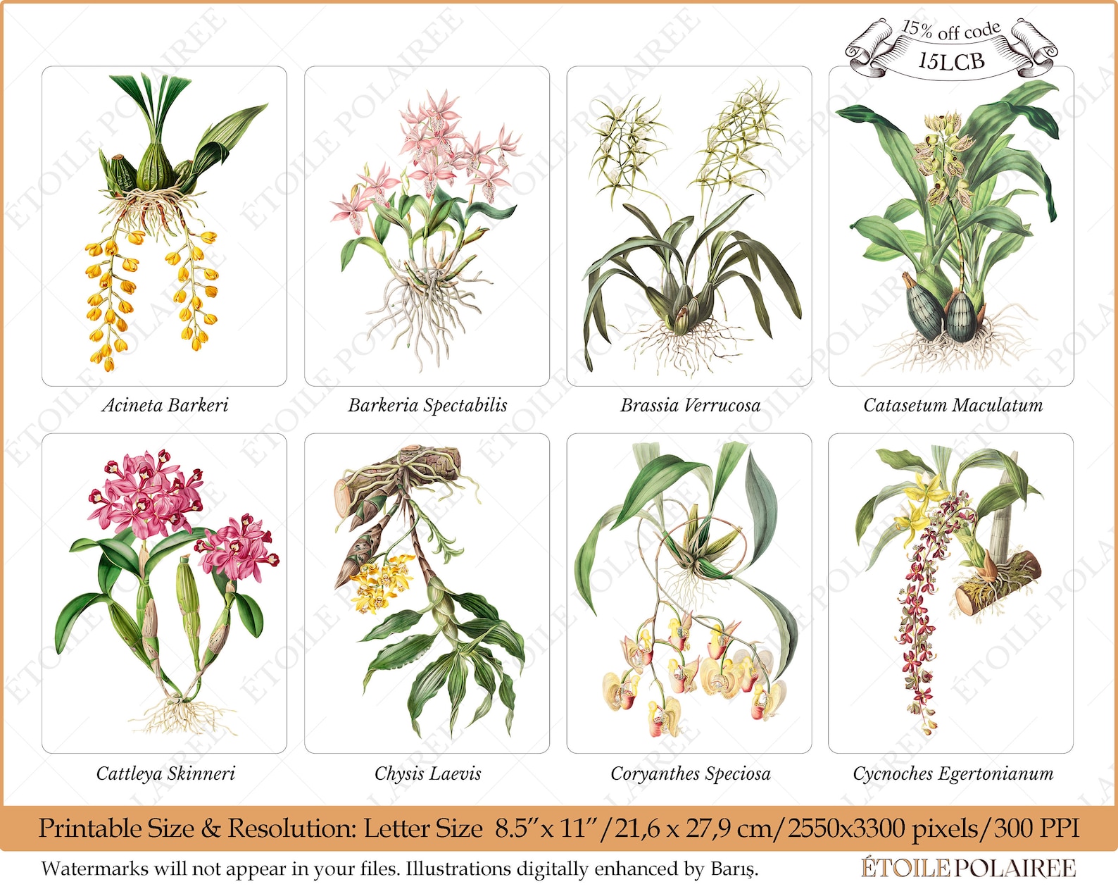 Printable Orchid Illustration Bundle / Vintage Botanical - Etsy