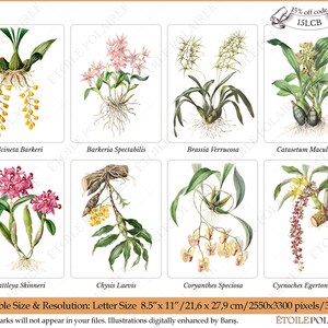 Printable Orchid Illustration Bundle / Vintage Botanical Clipart Png ...