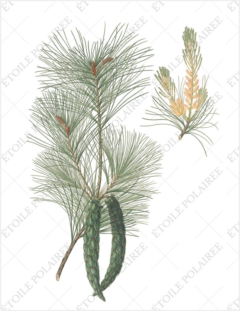 Pine Cone Clipart PNG Printable Digital Download Bundle / Vintage Botanical Illustrations/ Digital Pine Tree Antique Junk Journals image 9