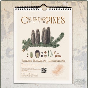 Calendario botanico 2025 - Illustrazioni di pino antico / Calendario mensile da parete con numeri delle settimane