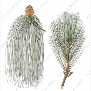 Pine Cone Clipart PNG Printable Digital Download Bundle / Vintage Botanical Illustrations/ Digital Pine Tree Antique Junk Journals image 8