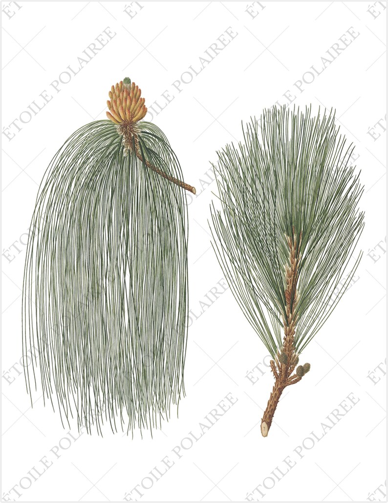 Pine Cone Clipart PNG Printable Digital Download Bundle / Vintage Botanical Illustrations/ Digital Pine Tree Antique Junk Journals image 8