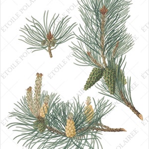 Pine Cone Clipart PNG Printable Digital Download Bundle / Vintage Botanical Illustrations/ Digital Pine Tree Antique Junk Journals image 10