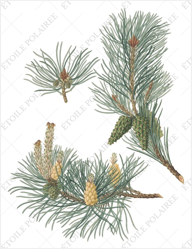 Pine Cone Clipart PNG Printable Digital Download Bundle / Vintage Botanical Illustrations/ Digital Pine Tree Antique Junk Journals image 10