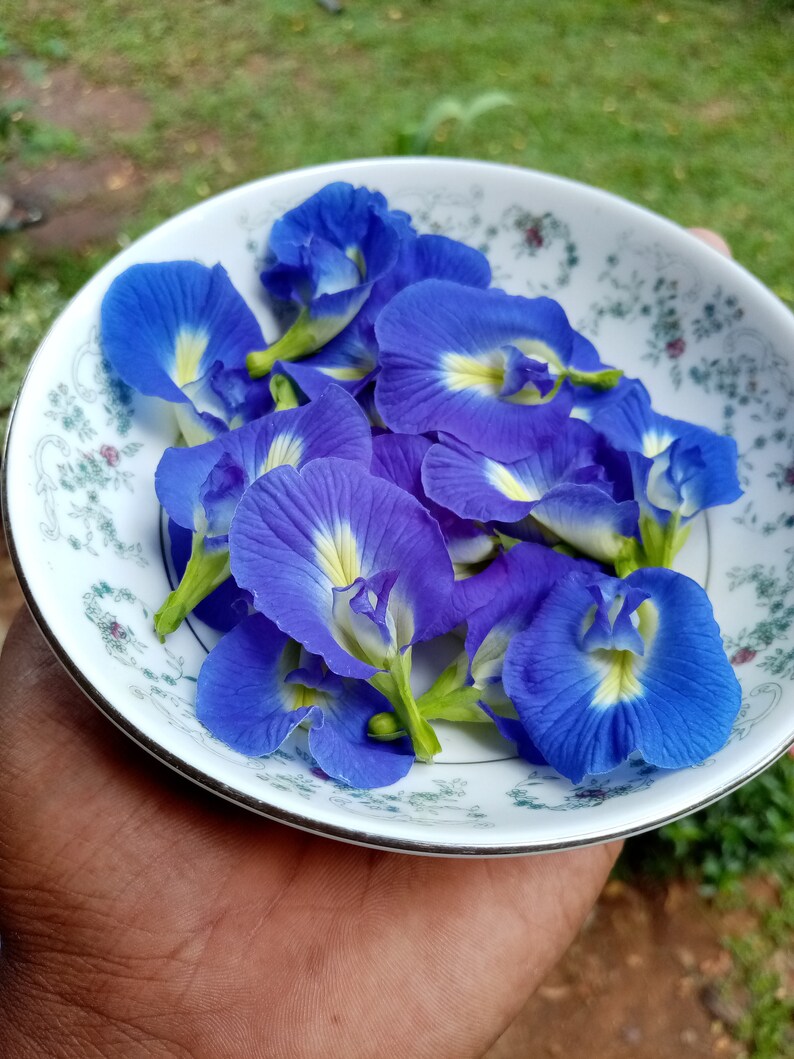 100 Organic Dried Butterfly Pea Tea Flowers clitoria Etsy