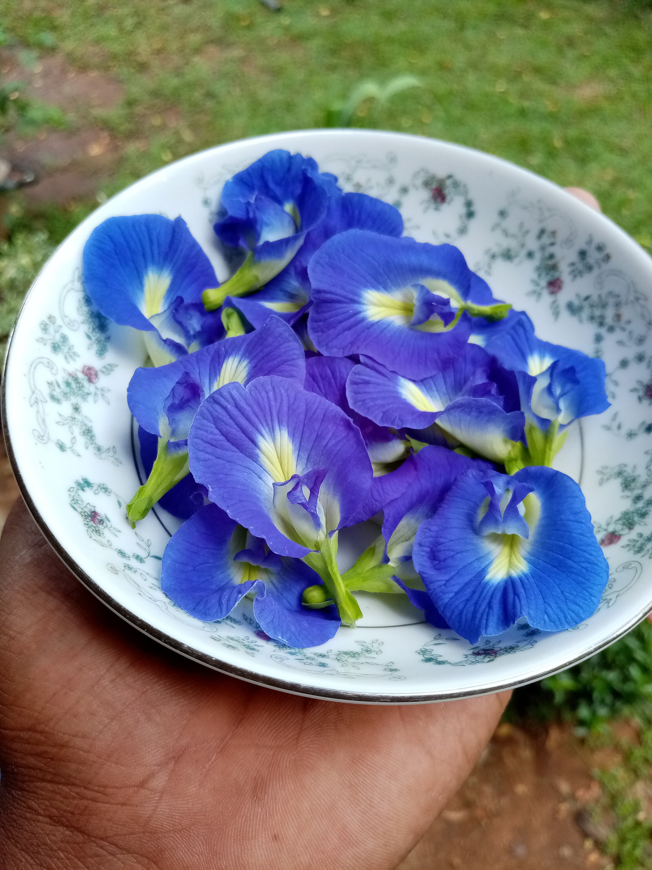 100 Organic Dried Butterfly Pea Tea Flowers clitoria Ternatea Herb Tea